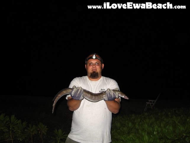 Tohei (White Eeel) Ewa Beach